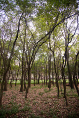 Viveros de Coyoacán Park is one of the oldest and most important parks in Mexico City.