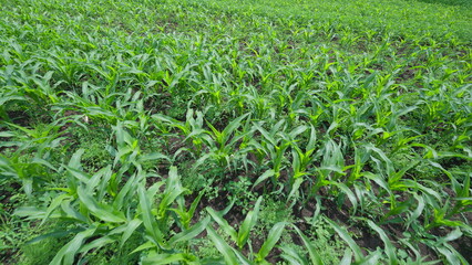 The Lush Green Cornfield Growth during the Early Season of Planting and Cultivation