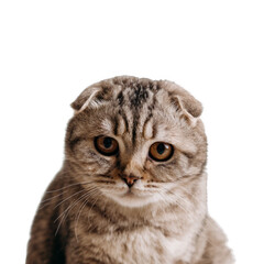 A cat with a sad expression on its face