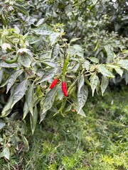 chilli plant red and green chilli