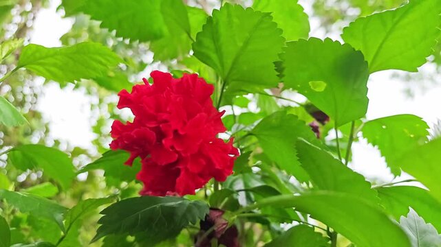 China rose or Shoe Flower or Chinese hibiscus on the tree.