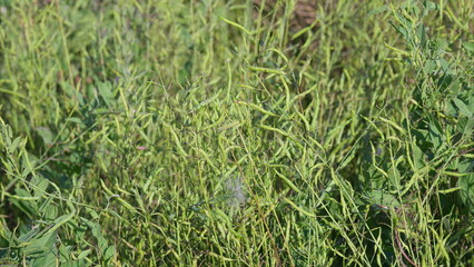 Obraz premium Vibrant Green Canola Plants Thriving in Their Natural Habitat Amidst a Rich Ecosystem Environment