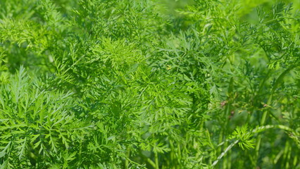 Lush, vibrant, and green foliage of wild carrot plants flourishes beautifully in nature