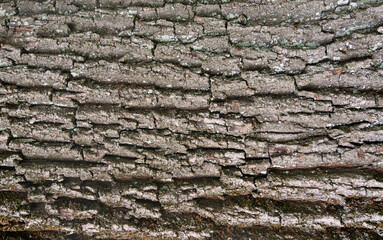 Old bark tree texture. Natural wood surface pattern, old tree skin