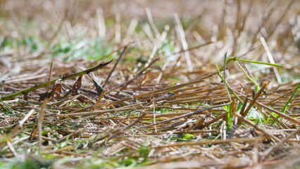 A Detailed CloseUp View of Natural Grassland Featuring Brown wheat Stalks Amongst Lush Green Grass