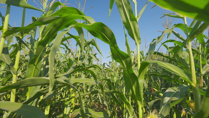 A Lush Cornfield Sprawling Under a Clear and Expansive Blue Sky, Full of Potential