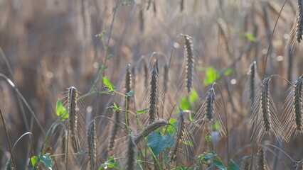 The serene morning light gently illuminates the dewy grasses, creating a tranquil atmosphere