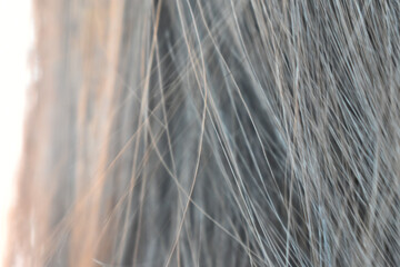 Macro detail of gray and blue hair texture shows an abstract background. serene strand of colored hair with soft, cool pastel detail