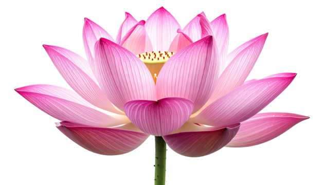 Close-up of a single, vibrant pink lotus flower