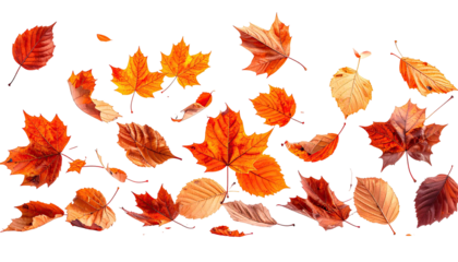 Vibrant autumn leaves scattered across a black background.  Colorful, varied leaf shapes and hues of orange, red, and brown fill the horizontal space