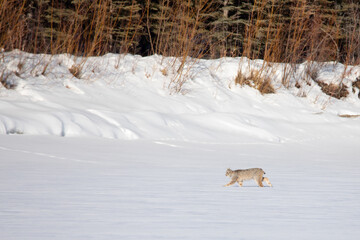 lynx running in snow