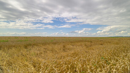 A Vast and Expansive Golden Wheat Field Sprawling Beneath Dramatic, Cloudy Skies