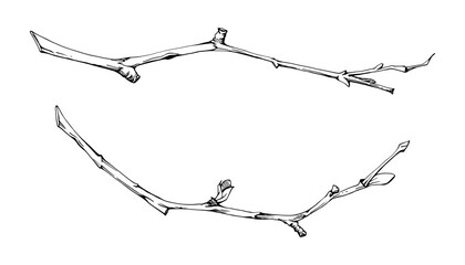 Tree, berry or bush branch twig with no leaves hand drawn vector ink, early spring, late autumn or winter, brown bark, buds. Botanical illustration element isolated on white. Wedding, florist shop.