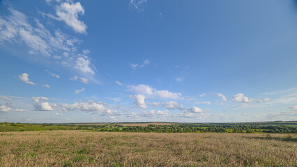 Obraz premium A Vast wheatField Spreading Under a Beautiful Cloudy Blue Sky in Full Bloom and Growth