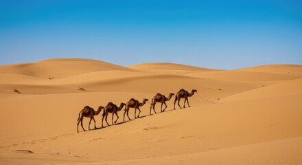 Serene caravan of camels trekking across vast, golden sand dunes under a brilliant blue desert sky, evoking adventure and timeless journeys.