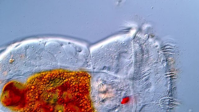 Ultra HD 4K Microscopy of Rotifera Swimming Motions