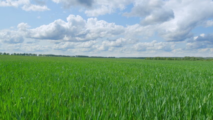 An Expansive Vibrant Green Field Spreading Out Underneath a Stunnningly Beautiful Sky Above