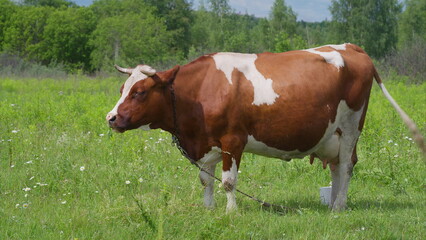 Naklejka premium A Brown and White Cow Calmly Grazing in a Lush Green Pasture on a Sunny Day in Nature