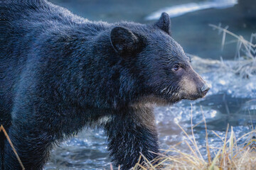 Portrait of a black bear