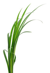 Green grass sprouts isolated on white background