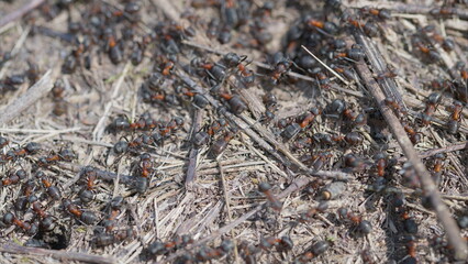 A large number of ants actively swarming on the ground in their natural environment and habitat