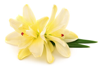 Yellow lily flowers isolated on white background