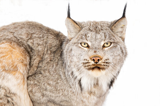 lynx in front of white background