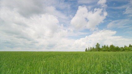 A Vast and Expansive Green Field Sprawls Beautifully Beneath a Bright and Clear Blue Sky