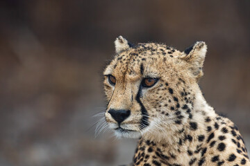 a portrait of a cheetah , close-up.