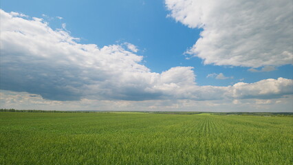 Obraz premium Vast Expansive Green Fields Spread Out Under a Bright Blue Sky with Beautiful Clouds