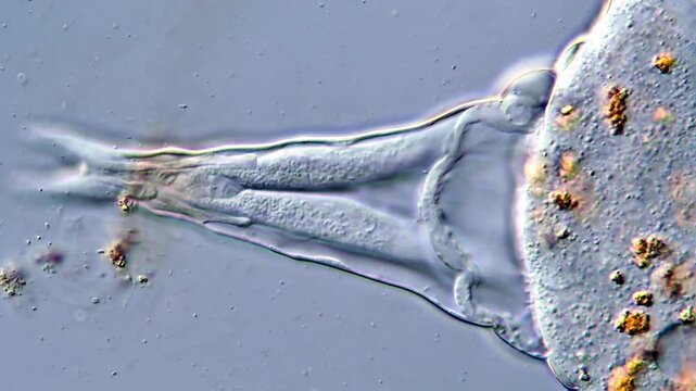 4K Ultra Clear Video of Rotifera tail Under Microscope
