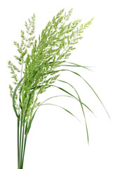 Green grass spikes isolated on white background