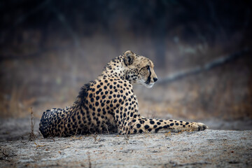 a female cheetah relaxing on a misty morning.