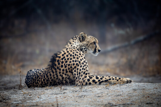 a female cheetah relaxing on a misty morning.