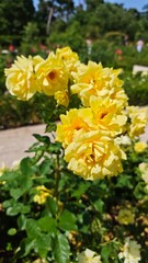 Bright yellow roses blooming in a garden under the summer sun
