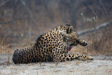 a female cheetah relaxing on a misty morning.