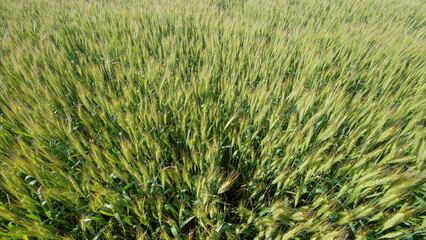 A Vibrant Green Wheat Field at its Peak Growth Stage During the Ideal Season for Harvest