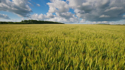 A Vast and Lush Green Wheat Field Thriving Beautifully Under a Dramatic and Colorful Sky Above