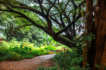 Close-up natural view of various trees growing along the roadside or on high mountains, teak trees, wild bananas, and ferns for the beauty of the ecosystem.