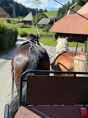 Two Harnessed Horses on a Scenic Country Road
