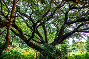 Close-up natural view of various trees growing along the roadside or on high mountains, teak trees, wild bananas, and ferns for the beauty of the ecosystem.