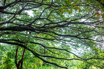 Close-up natural view of various trees growing along the roadside or on high mountains, teak trees, wild bananas, and ferns for the beauty of the ecosystem.