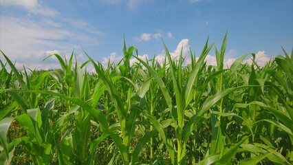 A Lush, Vibrant Green Cornfield Stretching Beautifully Under the Bright Blue Sky