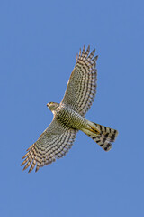 Sparrow hawk with spreaded wings flying against blue sky seen from below