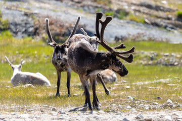 Reindeer on grass on summer day