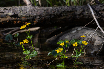 Yellow flowers growing in water in small mountain stream