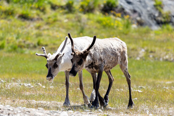 Two reindeer calves on grass on summer day