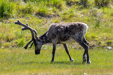 Reindeer with antlers grazing on grass on summer day