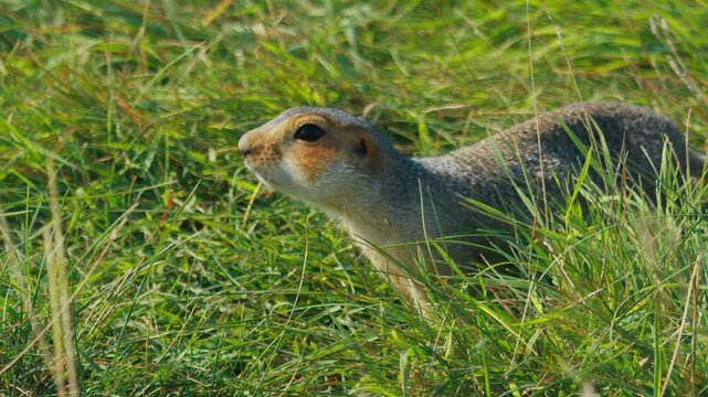 The European ground squirrel or Spermophilus citellus runs in the natural habitat in the summer green field