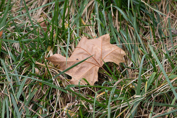 Season Change , Dried Maple Leaf on the green yard